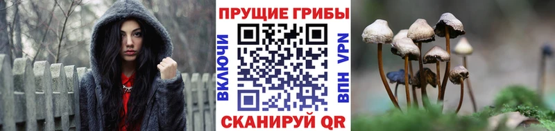 Псилоцибиновые грибы мухоморы  где купить наркоту  Реутов 